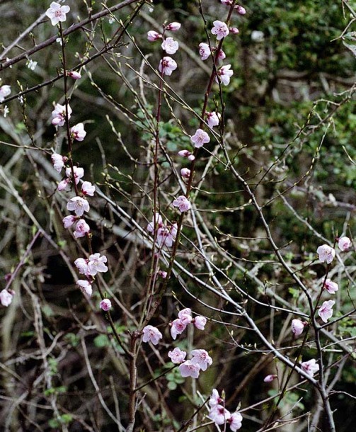 Изображение особи Persica vulgaris.