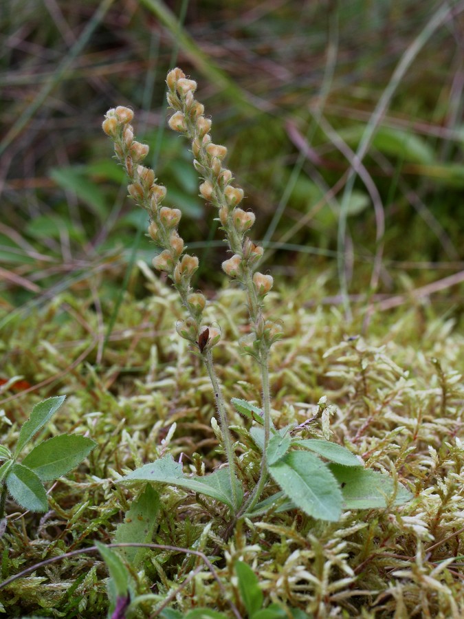 Image of Veronica officinalis specimen.