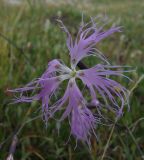 Dianthus superbus