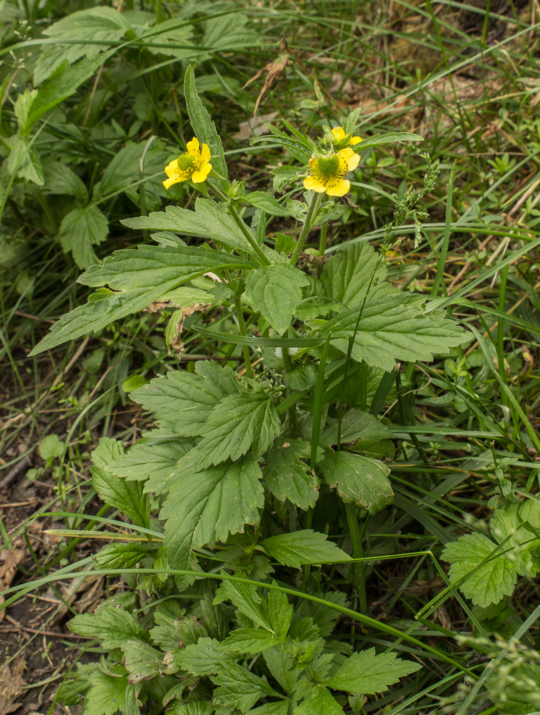 Изображение особи Geum aleppicum.