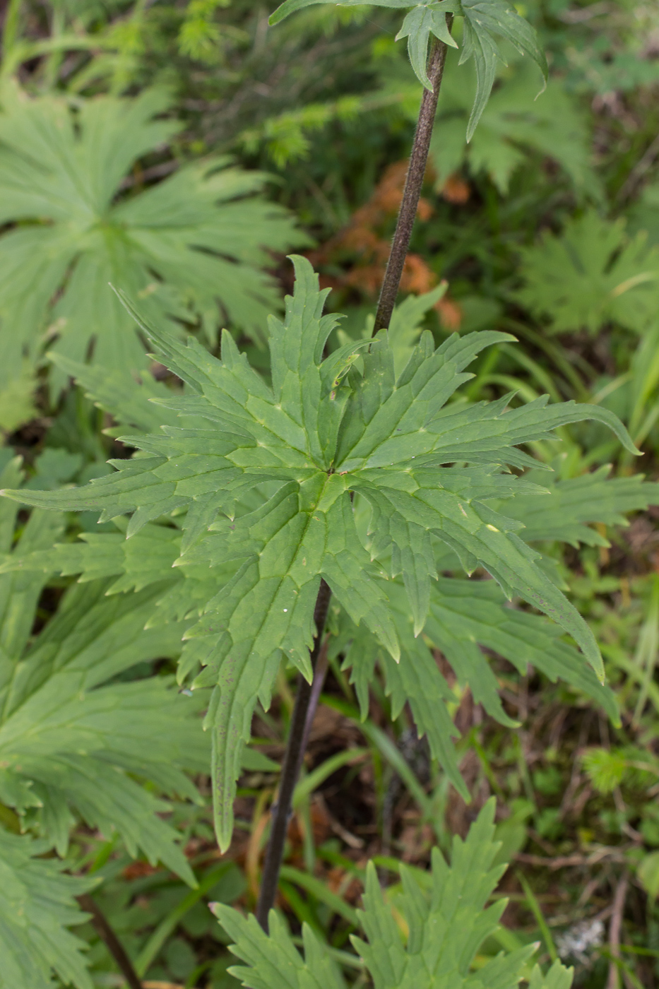 Изображение особи Aconitum septentrionale.