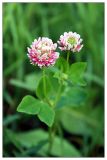 Trifolium hybridum