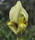 Iris reichenbachii