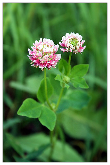 Image of Trifolium hybridum specimen.