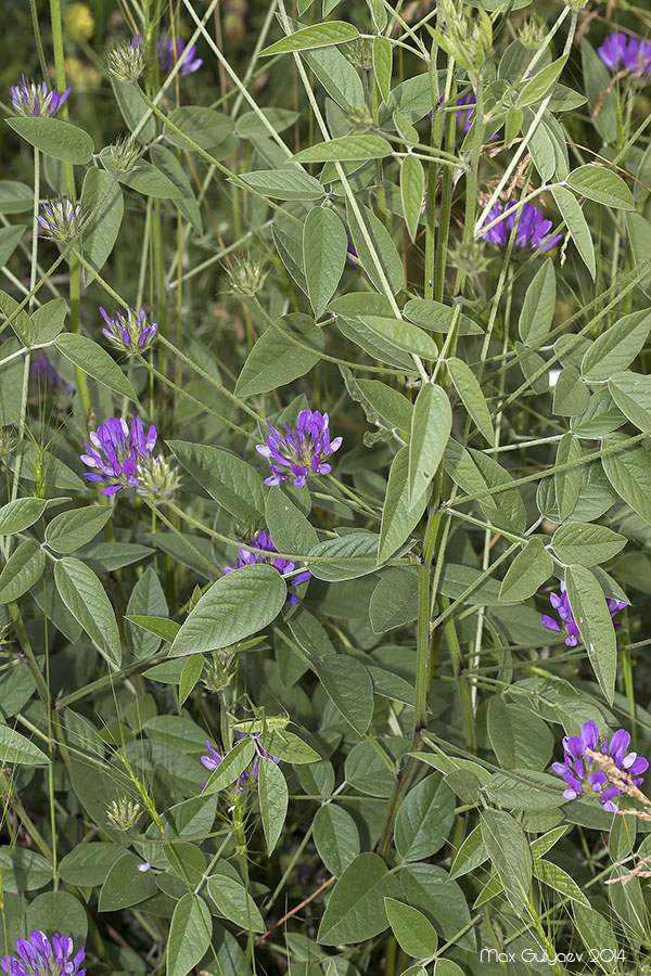 Image of Psoralea bituminosa ssp. pontica specimen.