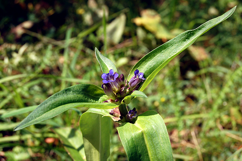 Image of Gentiana macrophylla specimen.