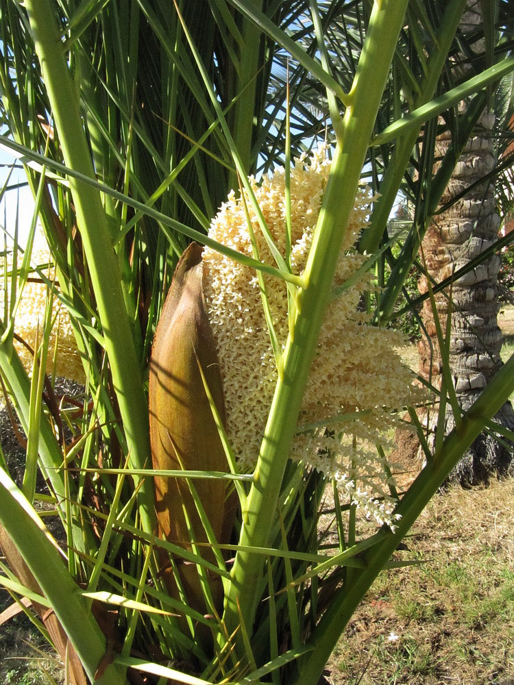 Image of Phoenix dactylifera specimen.