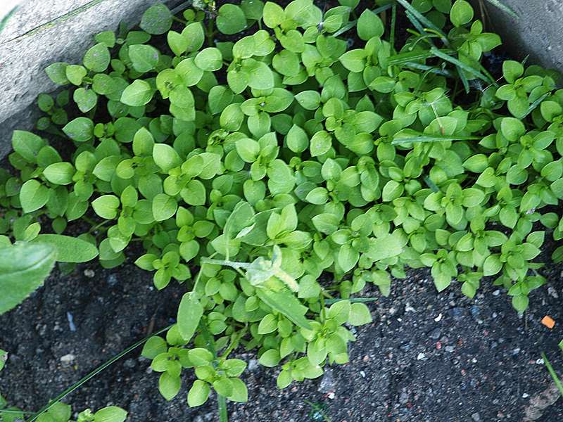 Image of Stellaria media specimen.