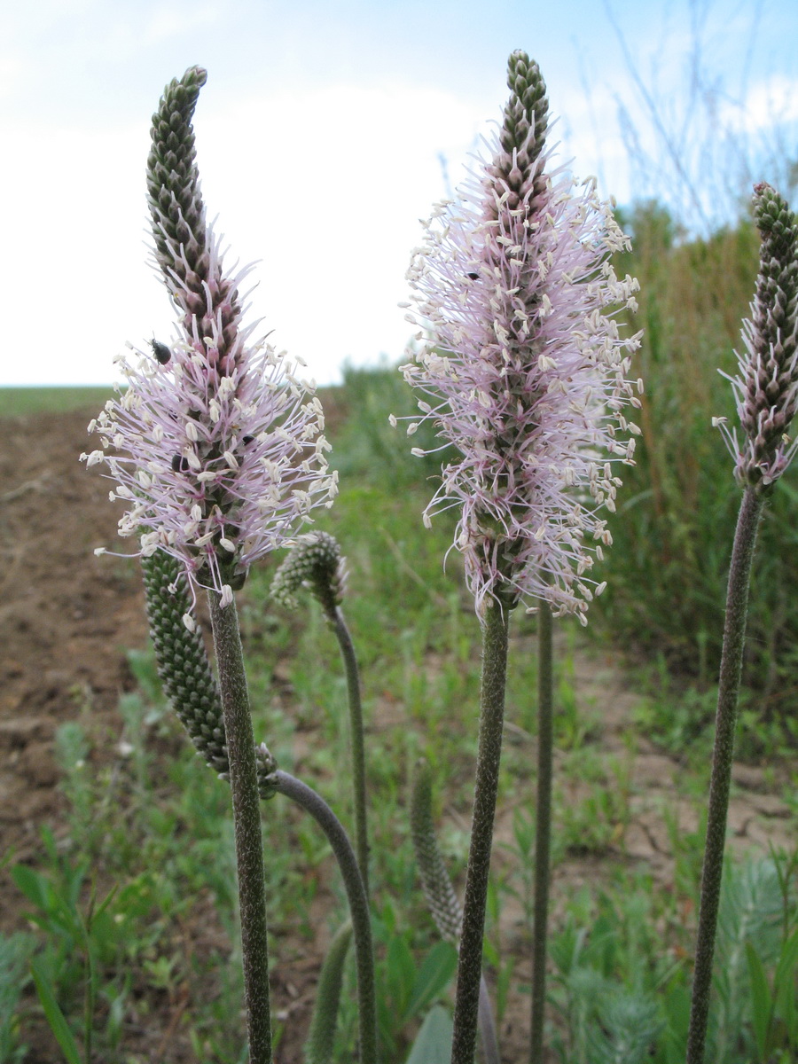 Изображение особи Plantago urvillei.