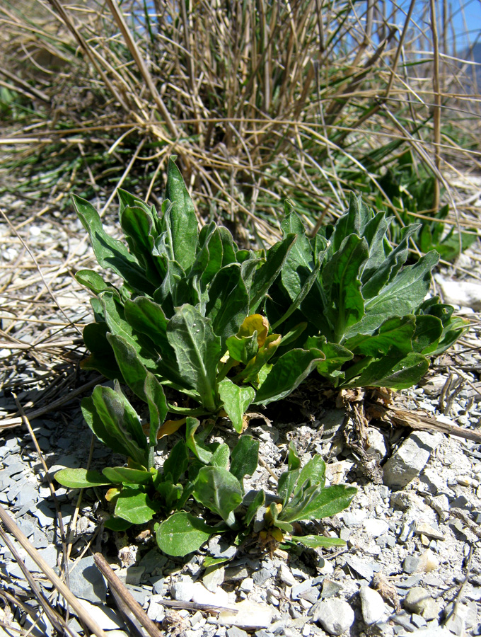 Image of Cardaria draba specimen.