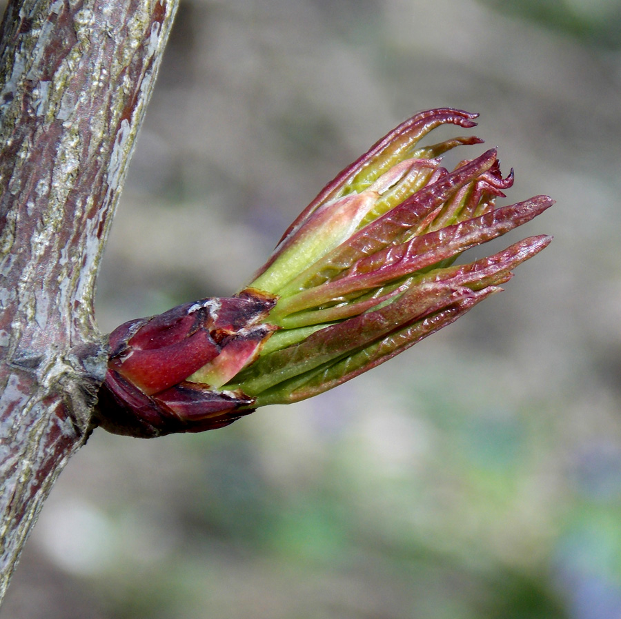 Изображение особи Staphylea pinnata.