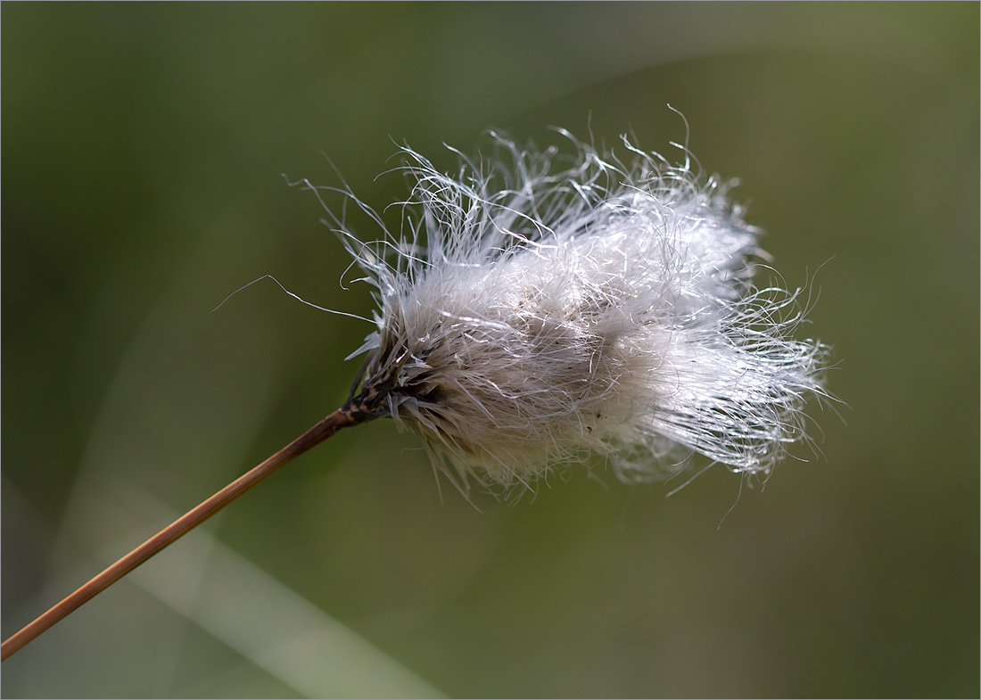 Изображение особи Eriophorum vaginatum.