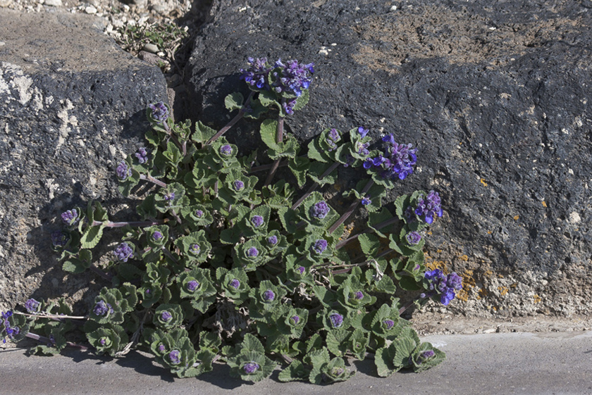 Изображение особи Nepeta noraschenica.