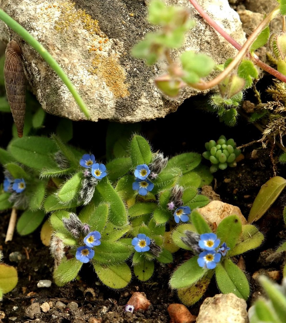 Image of Myosotis incrassata specimen.