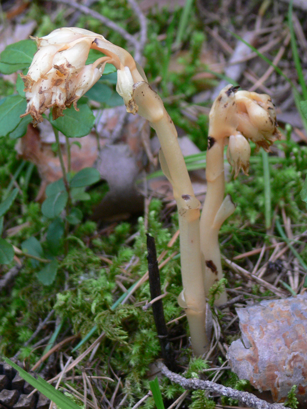 Image of Hypopitys monotropa specimen.