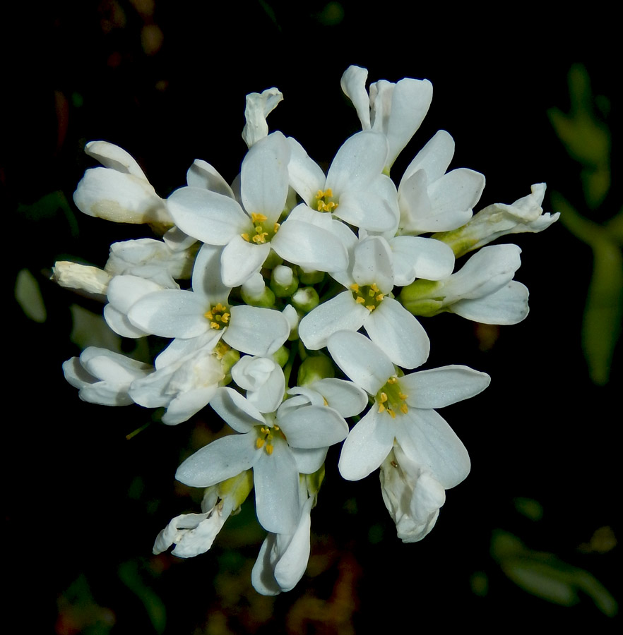 Image of Noccaea macrantha specimen.