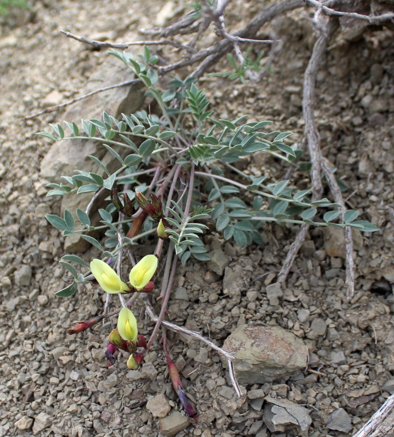 Изображение особи Astragalus jolderensis.