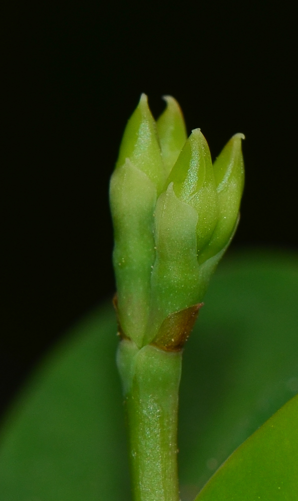 Image of Euphorbia splendens specimen.