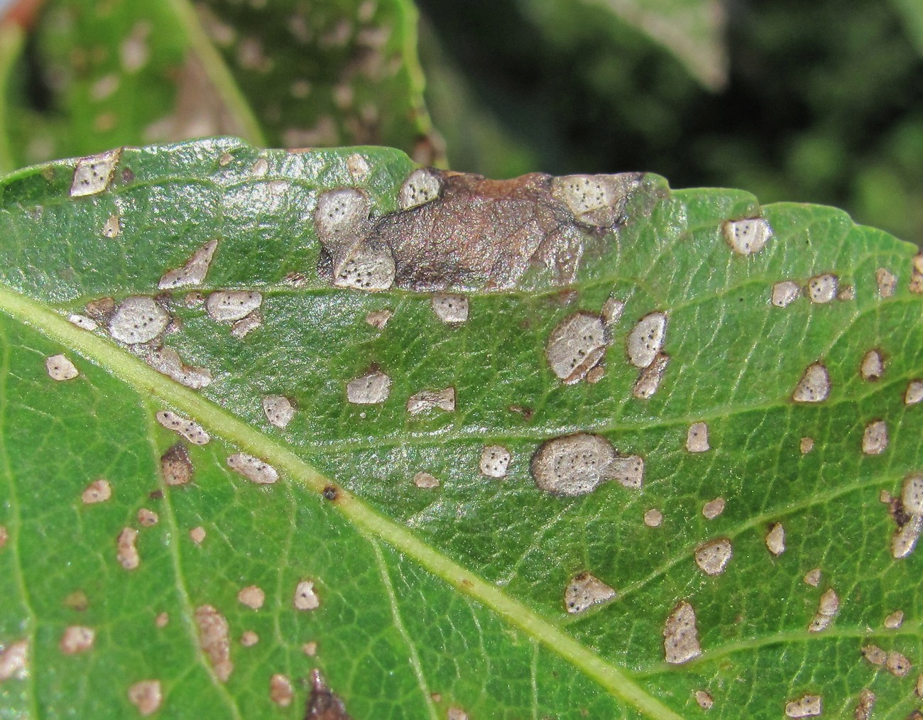 Image of Pyrus communis specimen.