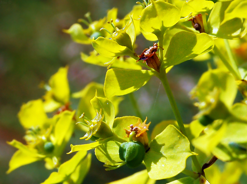 Image of Euphorbia virgata specimen.