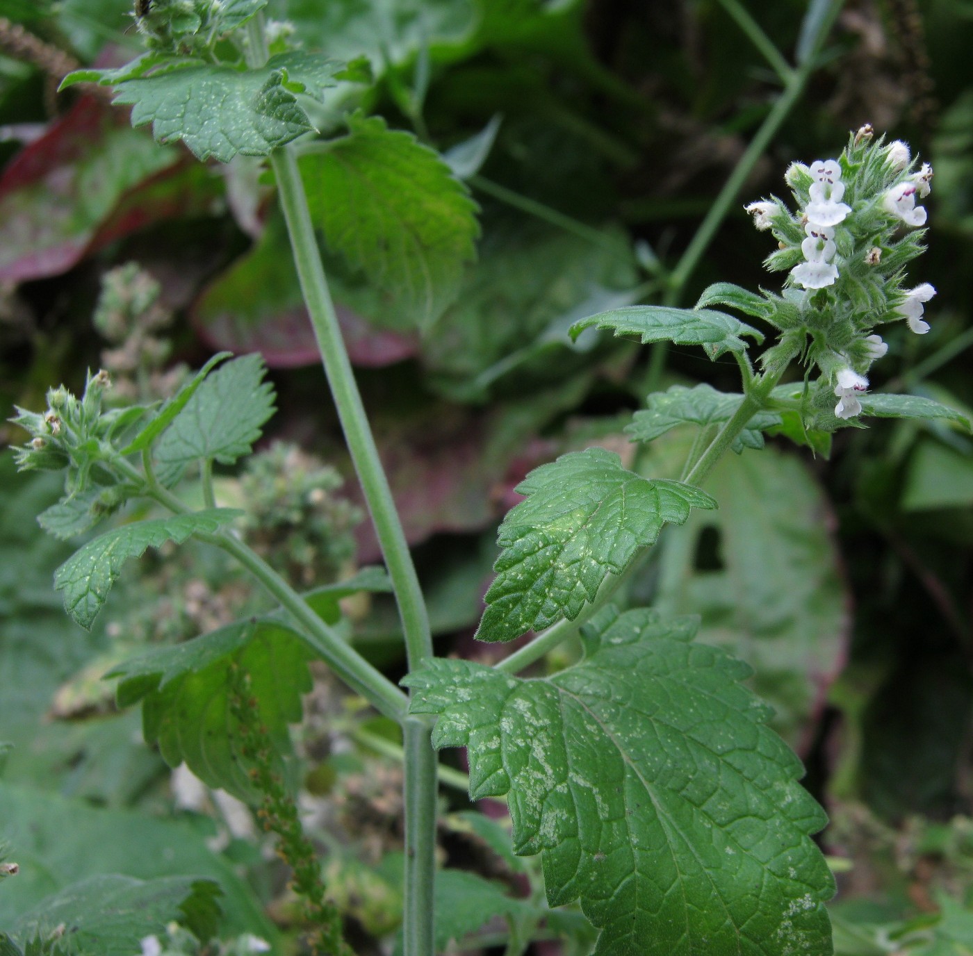 Image of Nepeta cataria specimen.