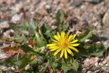 genus Taraxacum. Цветущее и плодоносящее растение. Казахстан, Тянь-Шань, хр. Илейский Алатау, Малое Алмаатинское ущ. в р-не гляц. станции Т1, на обочине дороги, 3300 м н.у.м. 30.08.2016.