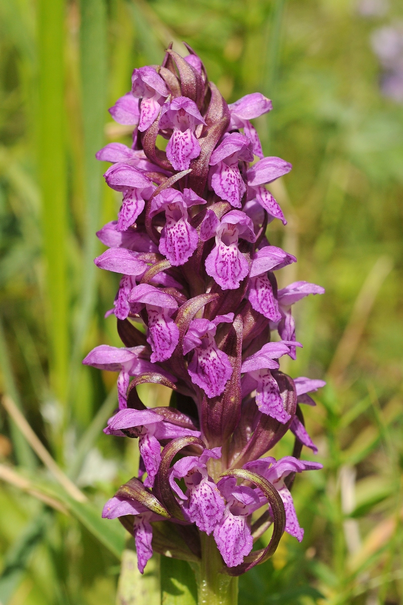 Изображение особи Dactylorhiza incarnata.