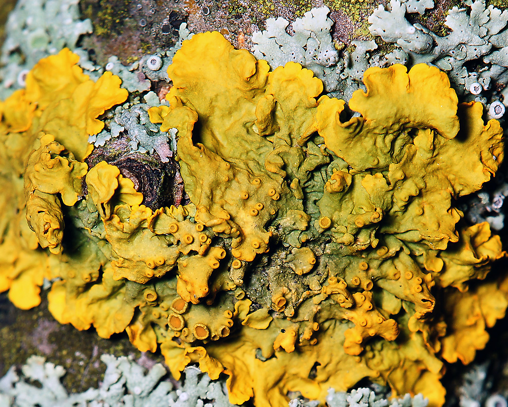 Image of Xanthoria parietina specimen.