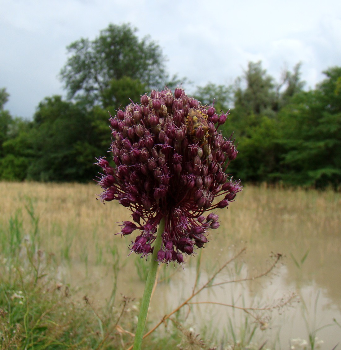 Изображение особи Allium atroviolaceum.