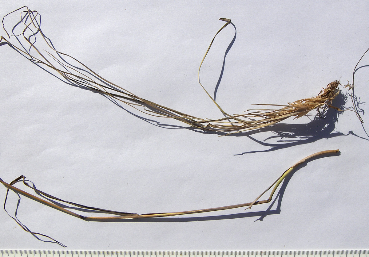 Image of Poa iberica specimen.