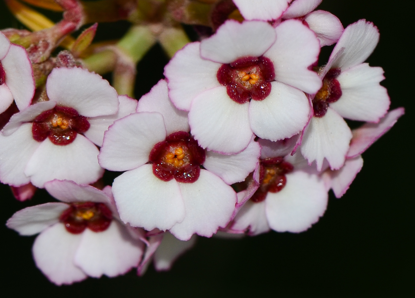 Image of Euphorbia xanti specimen.