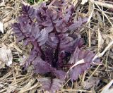 Valeriana officinalis