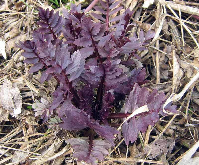 Image of Valeriana officinalis specimen.