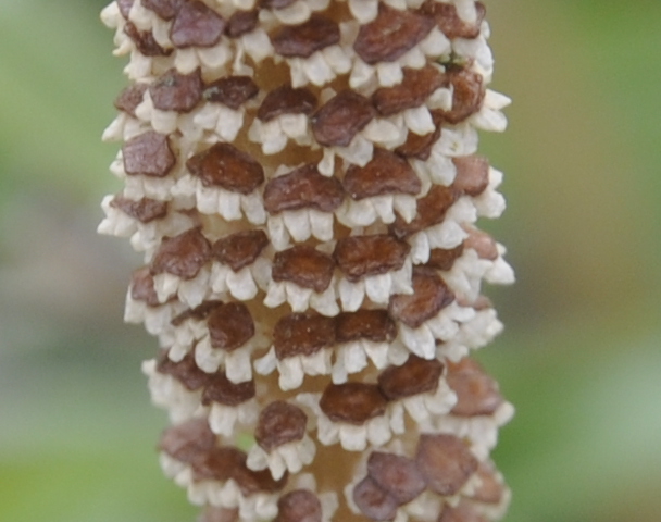 Image of Equisetum arvense specimen.