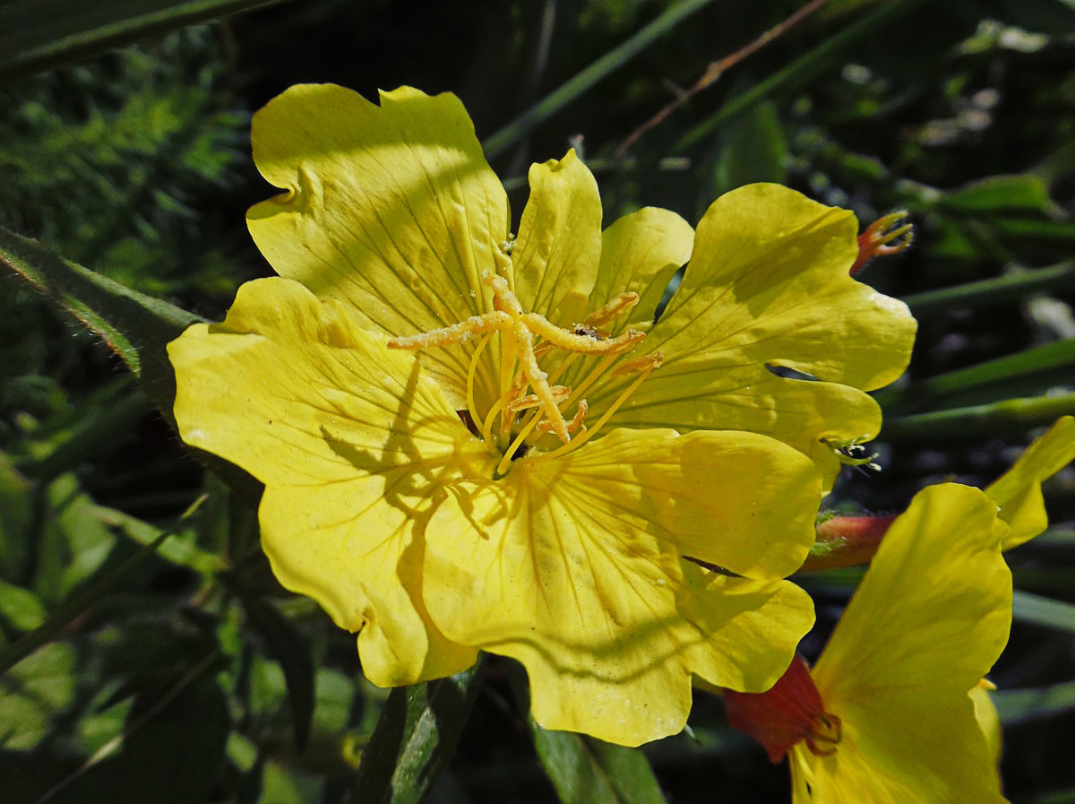 Image of Oenothera pilosella specimen.