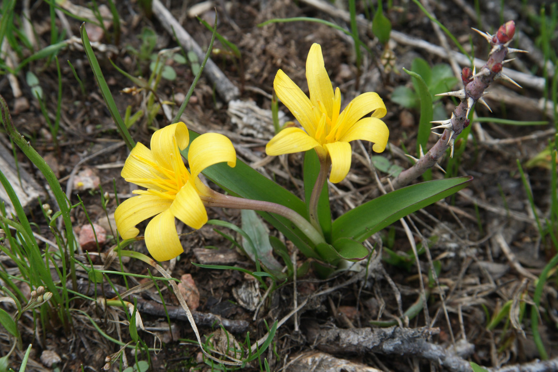 Image of Colchicum luteum specimen.