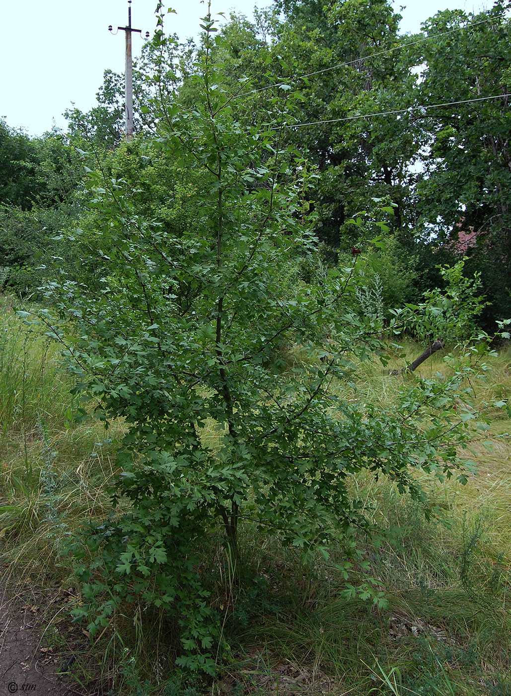 Изображение особи Crataegus monogyna.