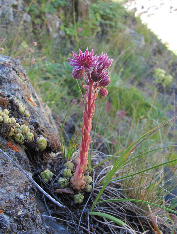 Image of Sempervivum ingwersenii specimen.