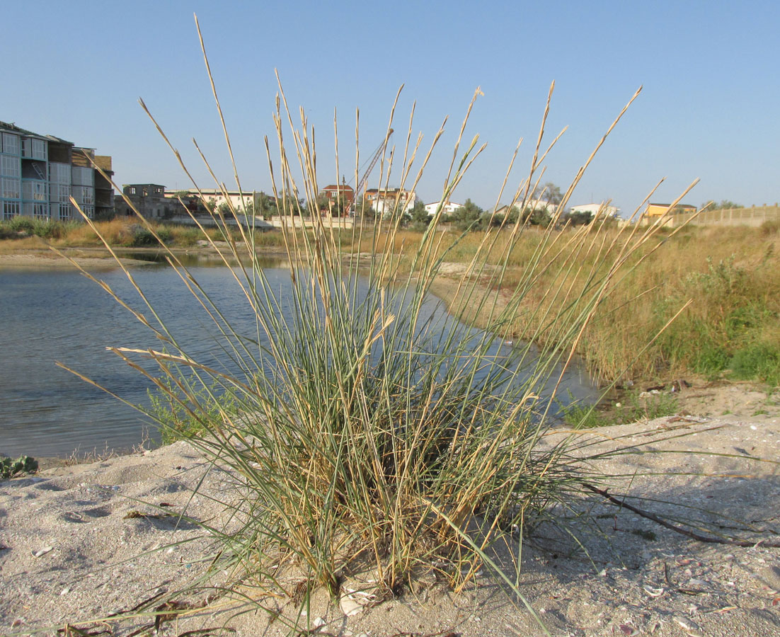 Image of Elytrigia bessarabica specimen.