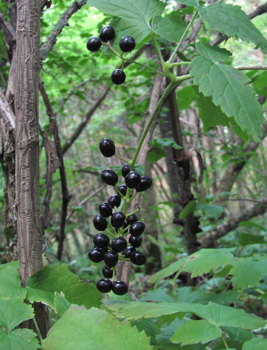 Image of Actaea spicata specimen.