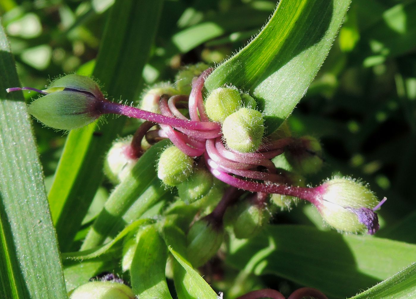 Image of Tradescantia virginiana specimen.