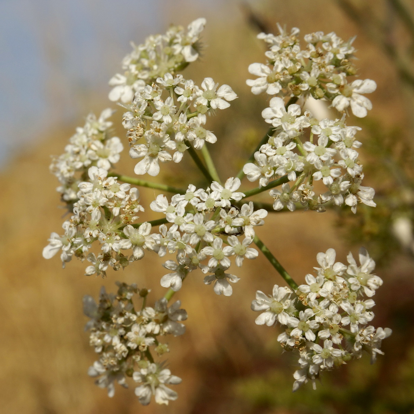 Изображение особи Astrodaucus littoralis.