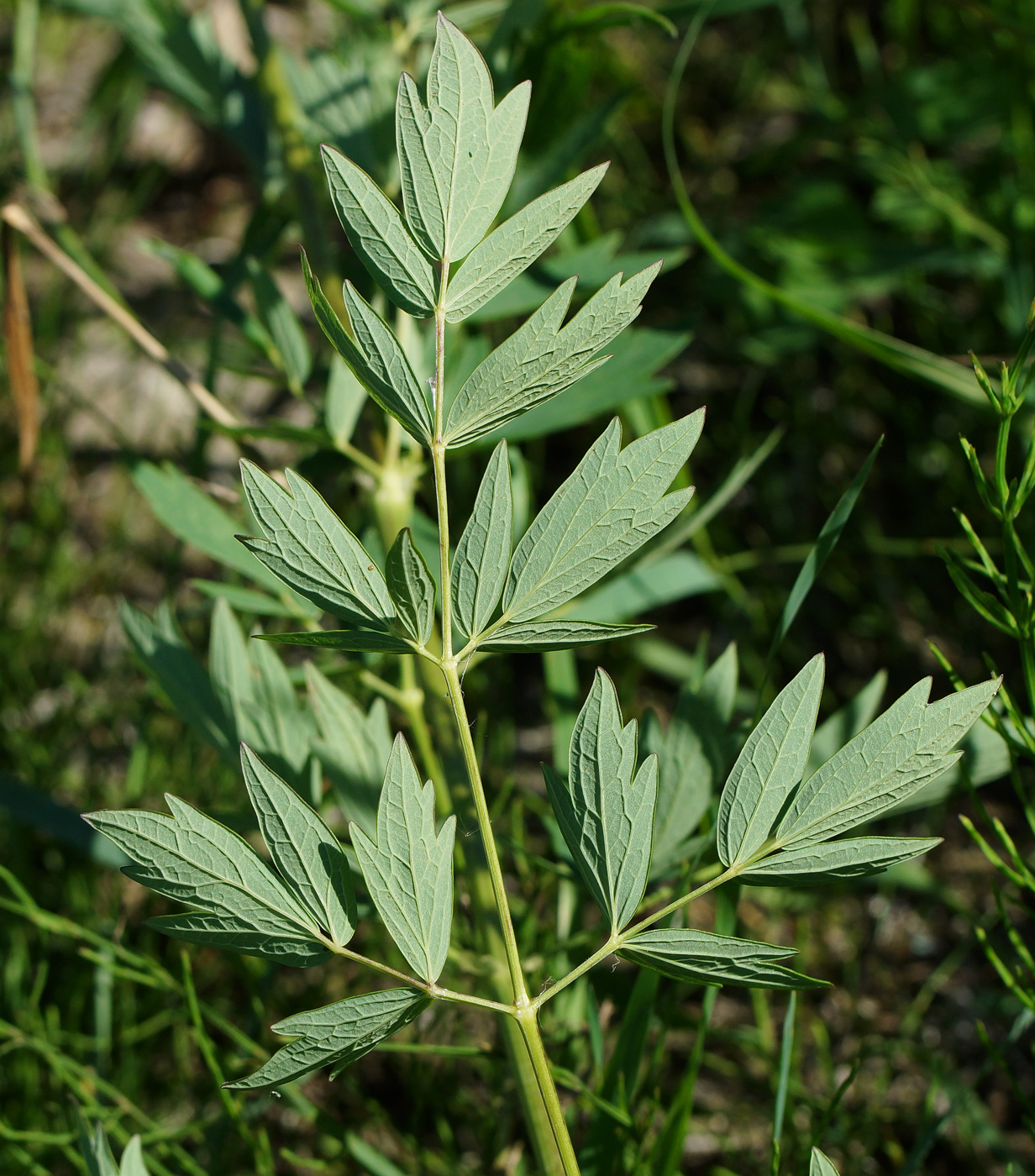 Image of Thalictrum flavum specimen.