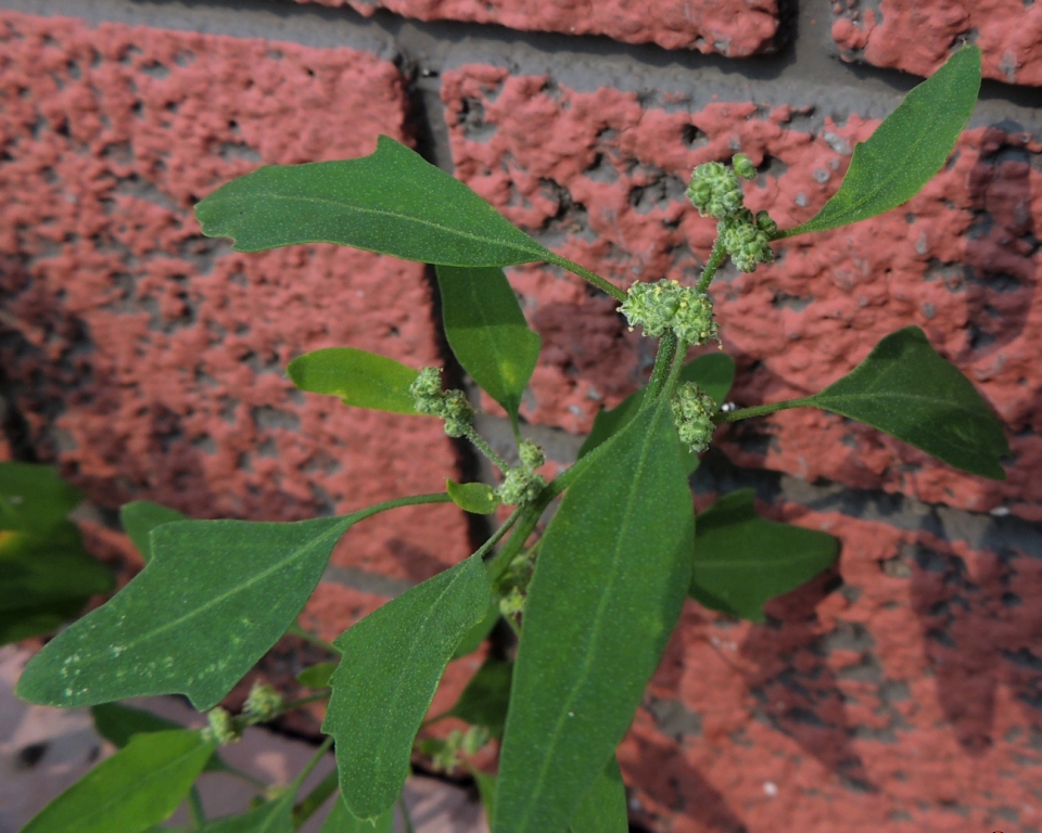 Изображение особи род Chenopodium.