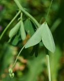 Lathyrus tuberosus. Часть побега с нераскрывшимся соцветием и лист (видна нижняя поверхность листочков). Восточный Казахстан, г. Усть-Каменогорск, правый берег р. Иртыш, склон грунтовой дороги. 04.07.2017.