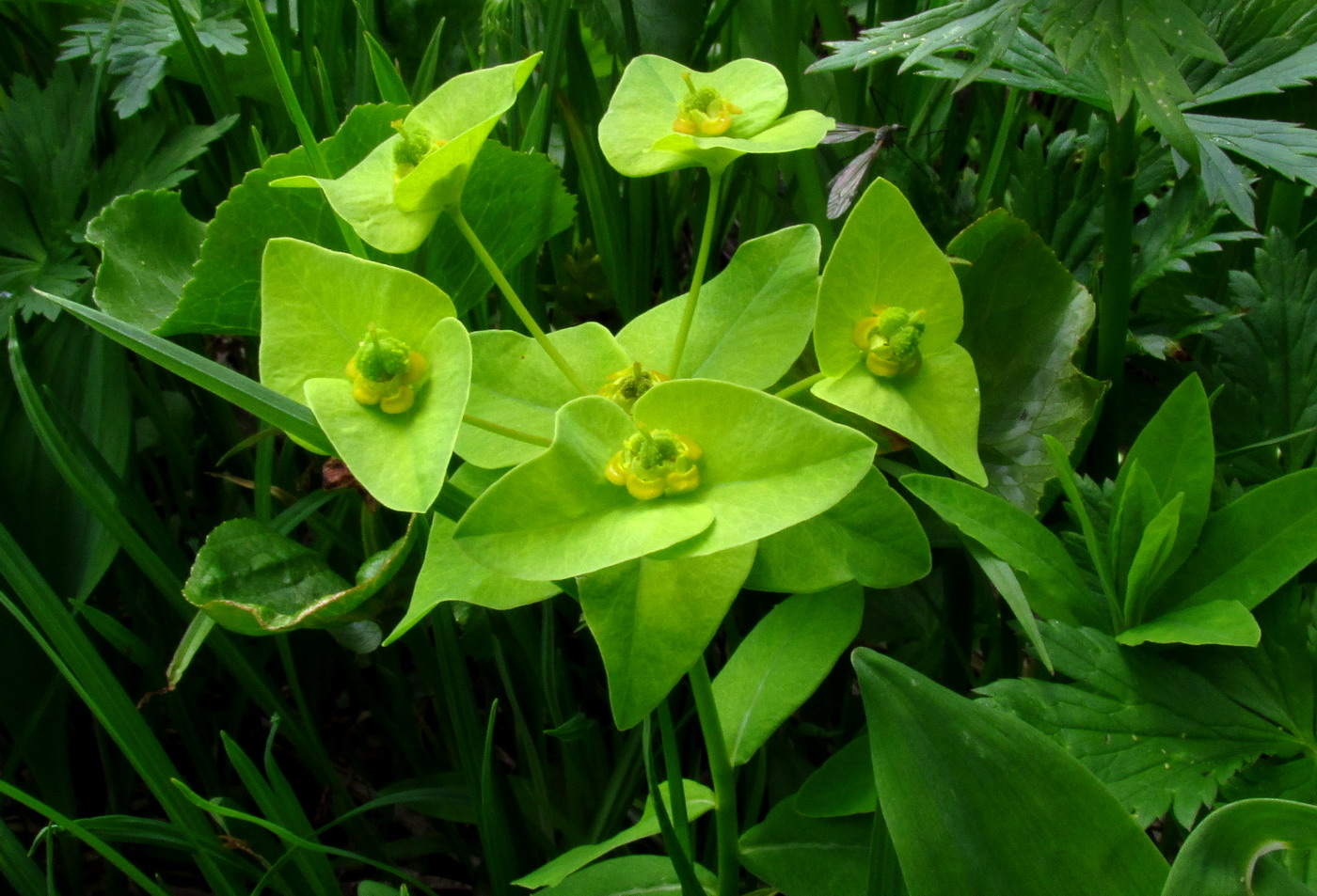 Изображение особи Euphorbia ambukensis.