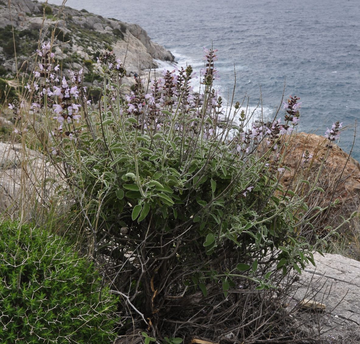 Image of Salvia fruticosa specimen.