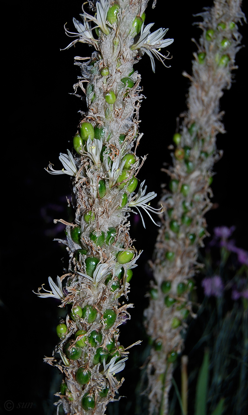 Image of Asphodeline taurica specimen.