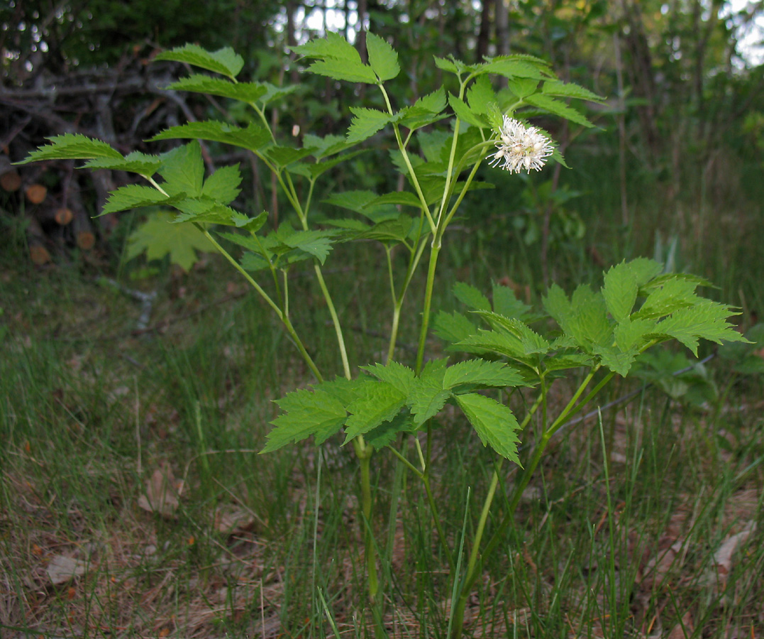 Image of Actaea spicata specimen.