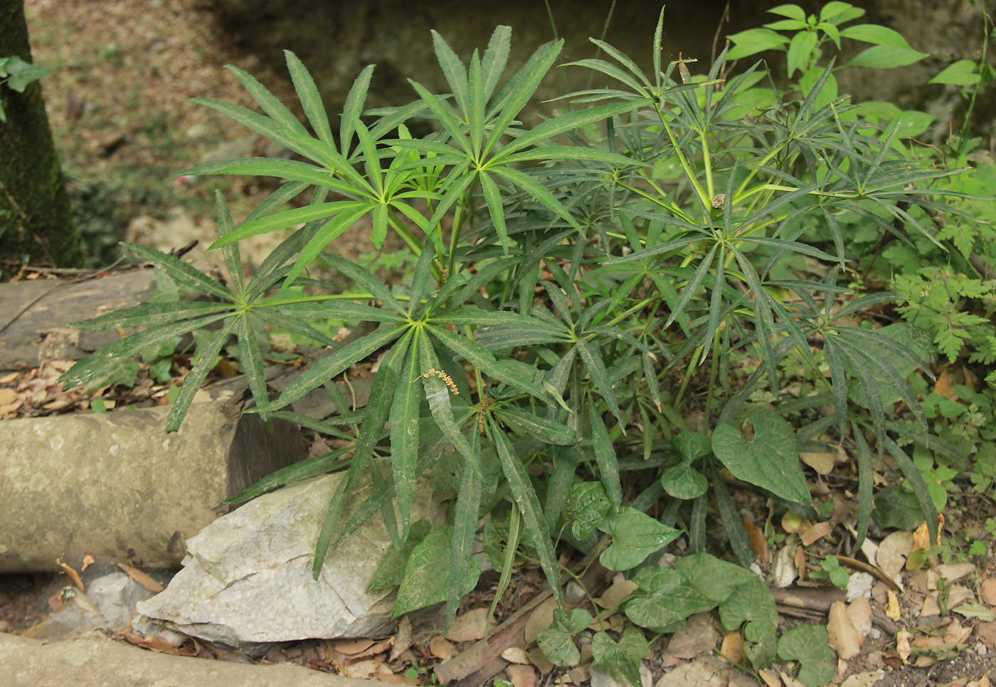 Image of Helleborus foetidus specimen.